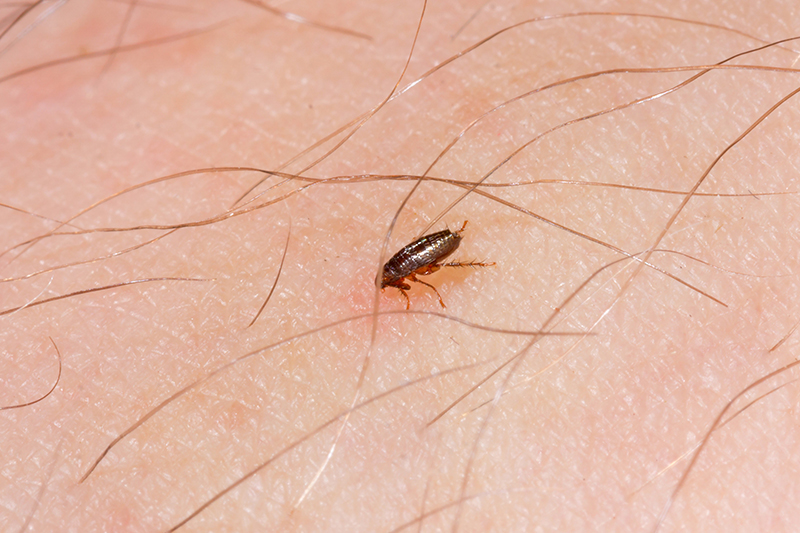 Flea Pest Control in Leeds West Yorkshire